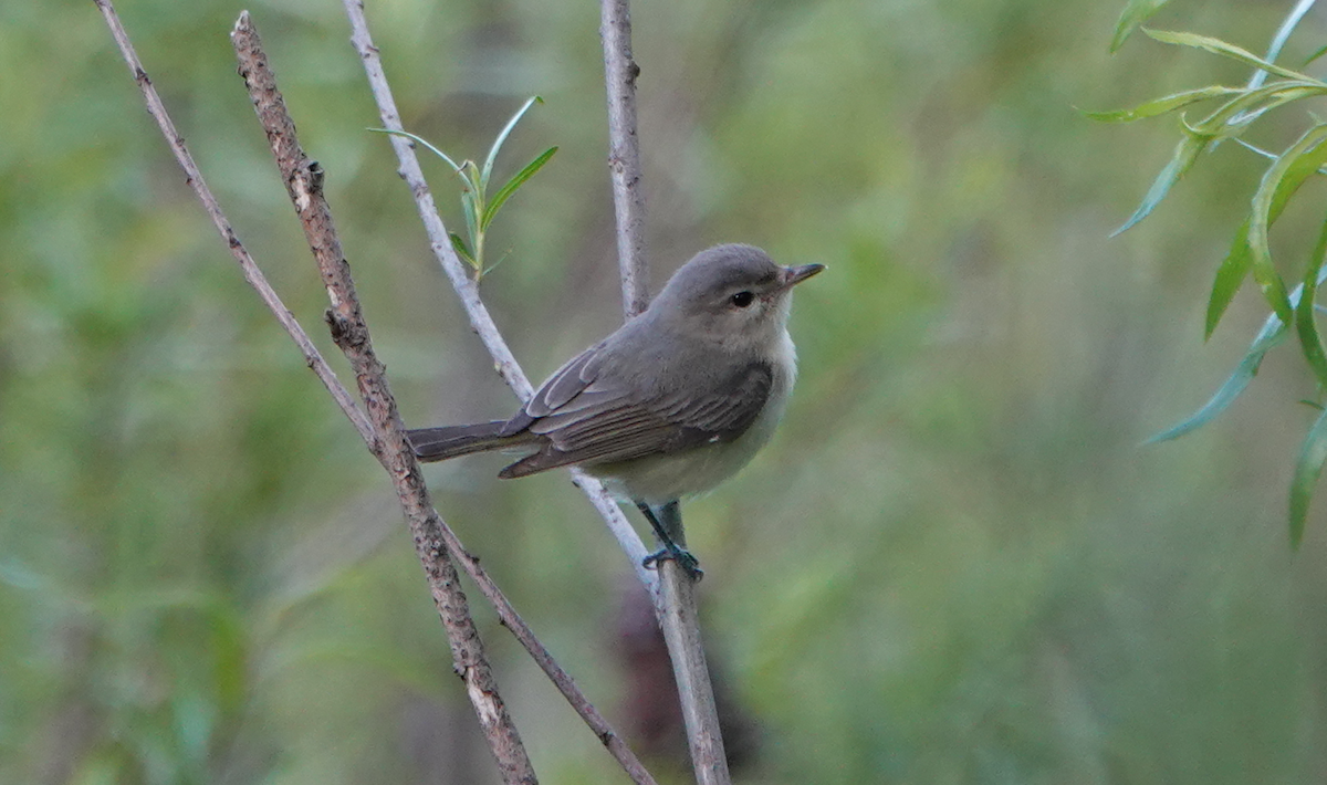 Warbling Vireo - William Boyes