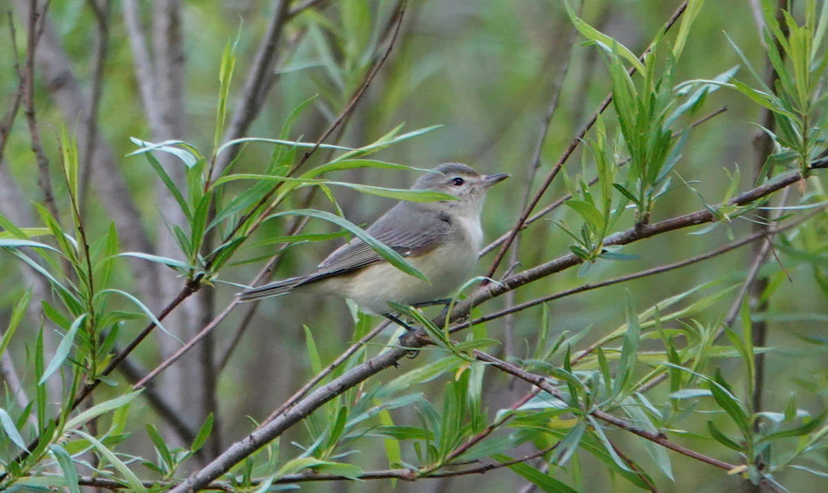 Warbling Vireo - William Boyes