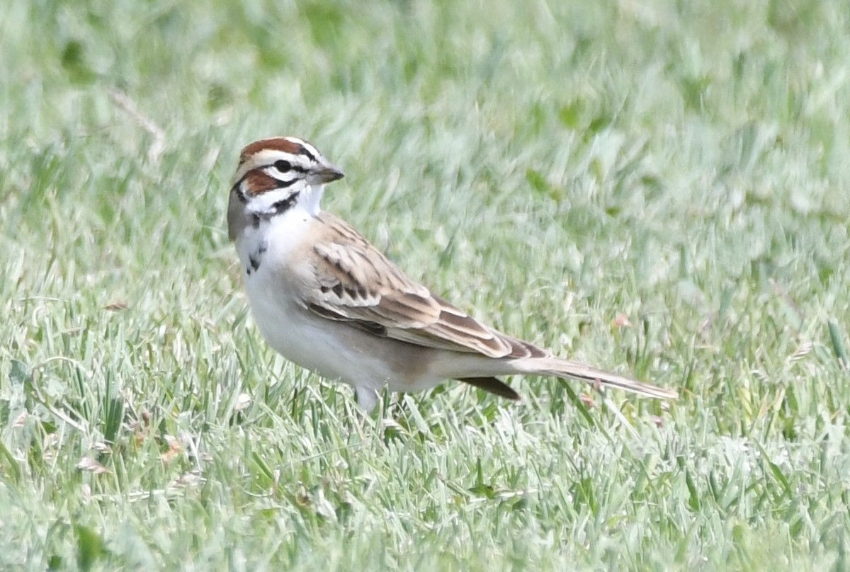 Lark Sparrow - ML618748066