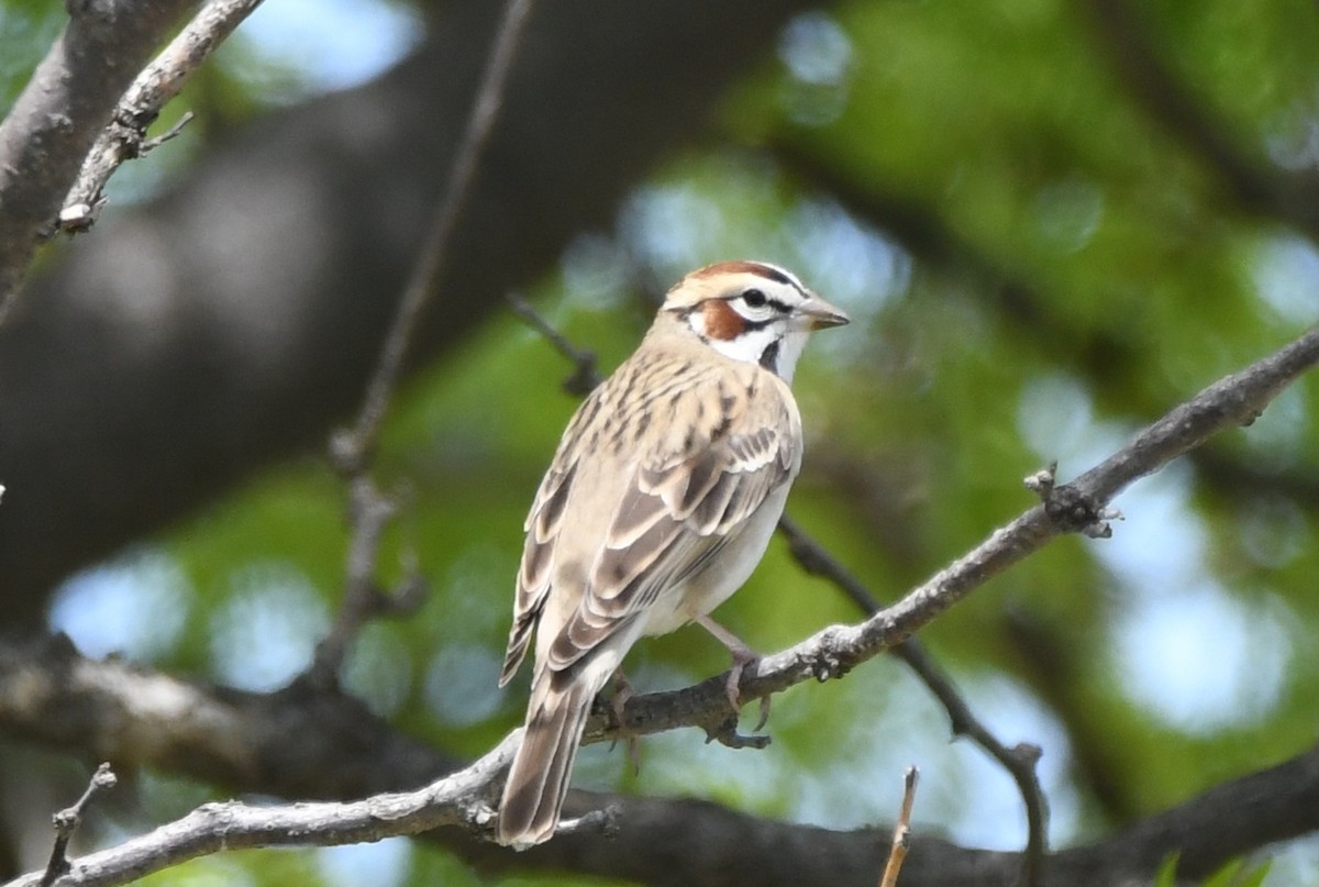 Lark Sparrow - ML618748067