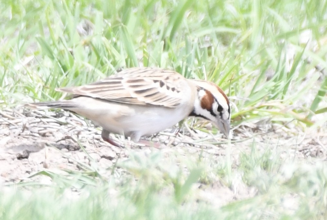 Lark Sparrow - ML618748068