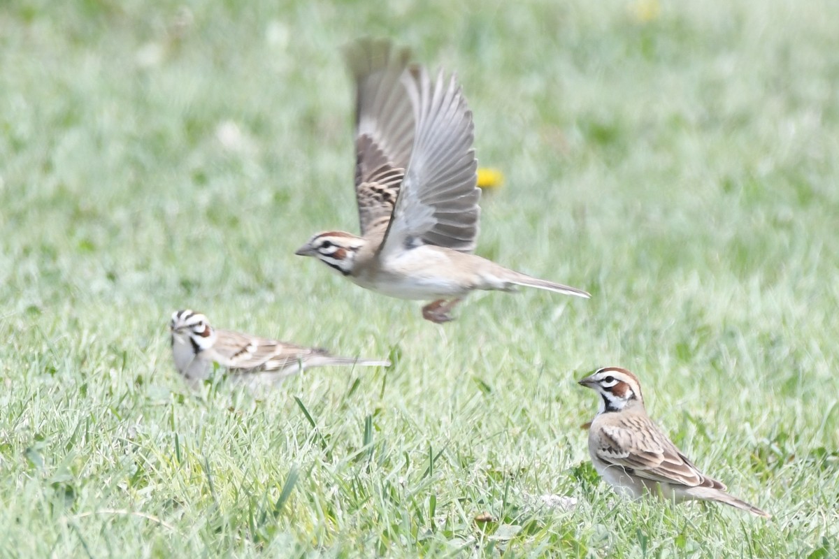 Lark Sparrow - ML618748069