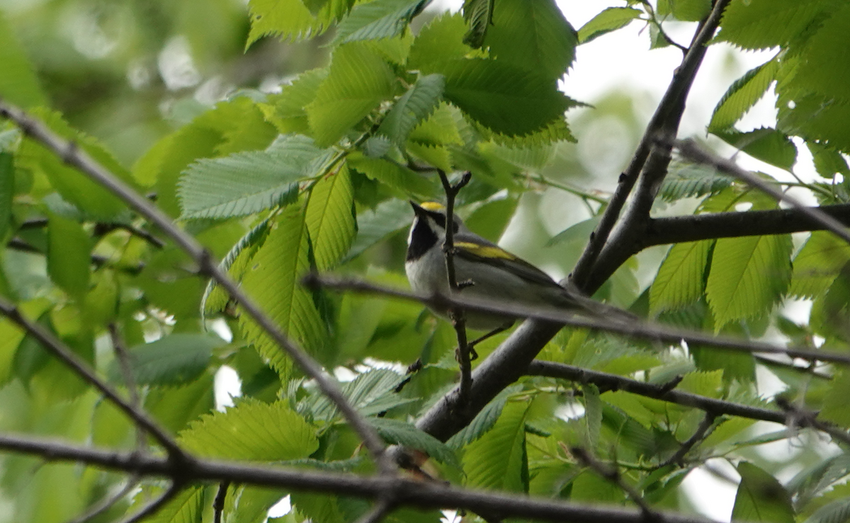 Golden-winged Warbler - William Boyes