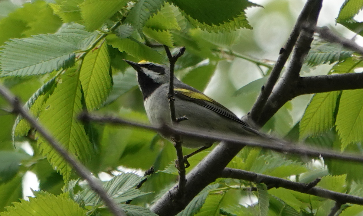 Golden-winged Warbler - William Boyes