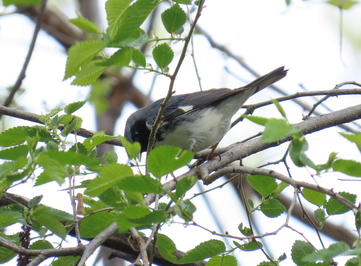 Black-throated Blue Warbler - D Reznicek