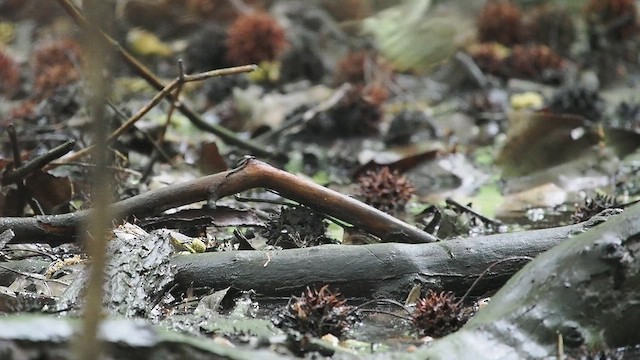 Northern Waterthrush - ML618748160