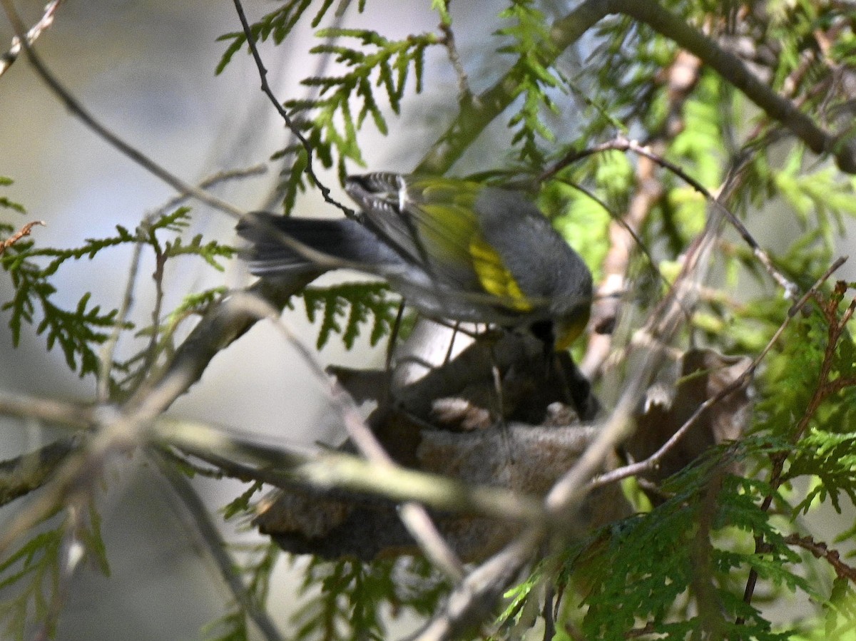 Golden-winged Warbler - Emilia Michaud