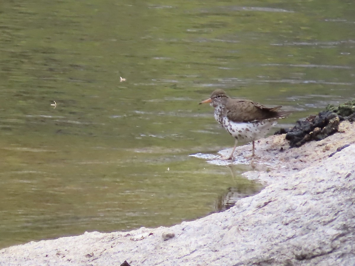 Spotted Sandpiper - ML618748182