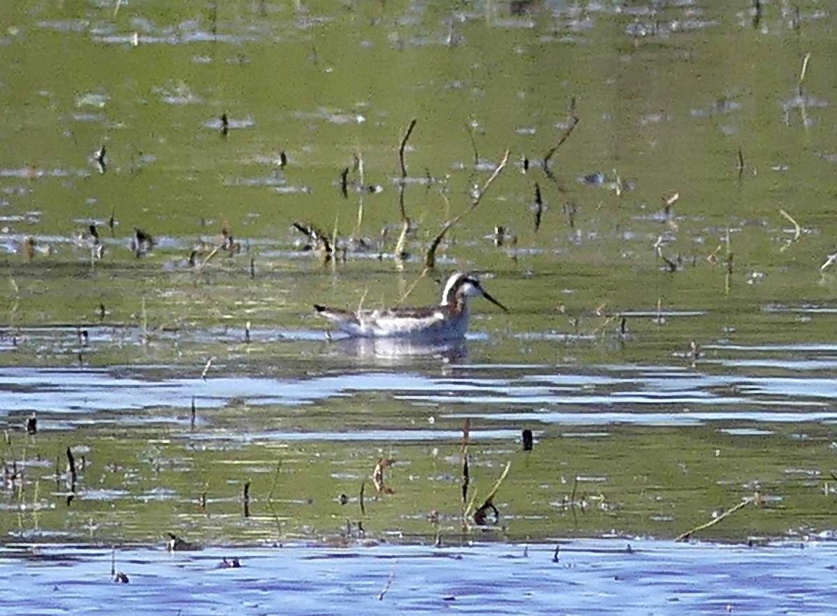 Falaropo Tricolor - ML618748183