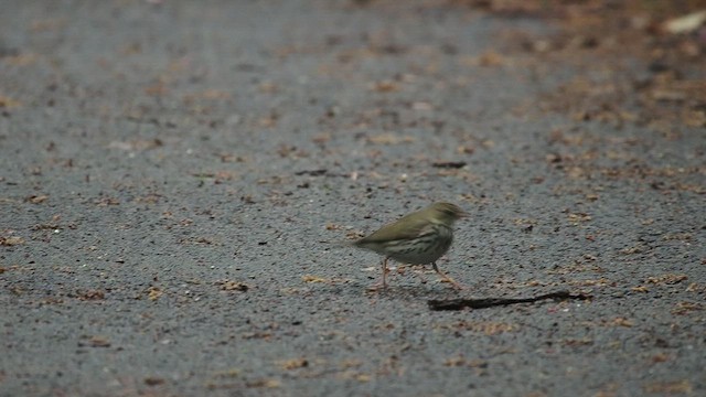 Ovenbird - ML618748229