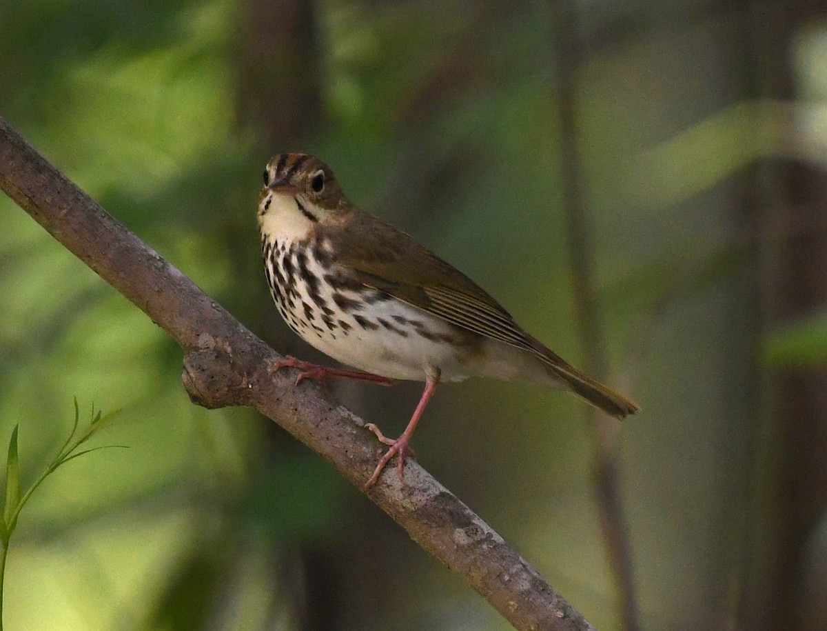 Ovenbird - David True