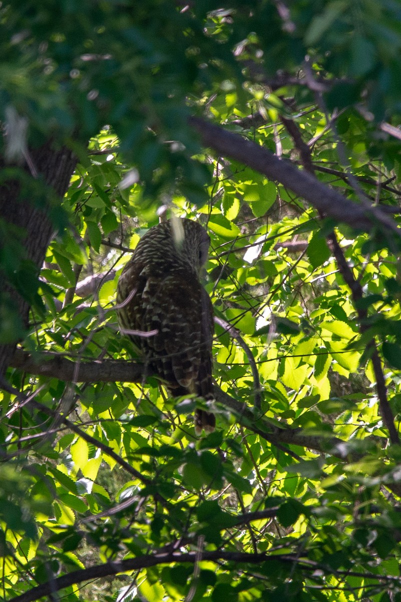 Barred Owl - ML618748284