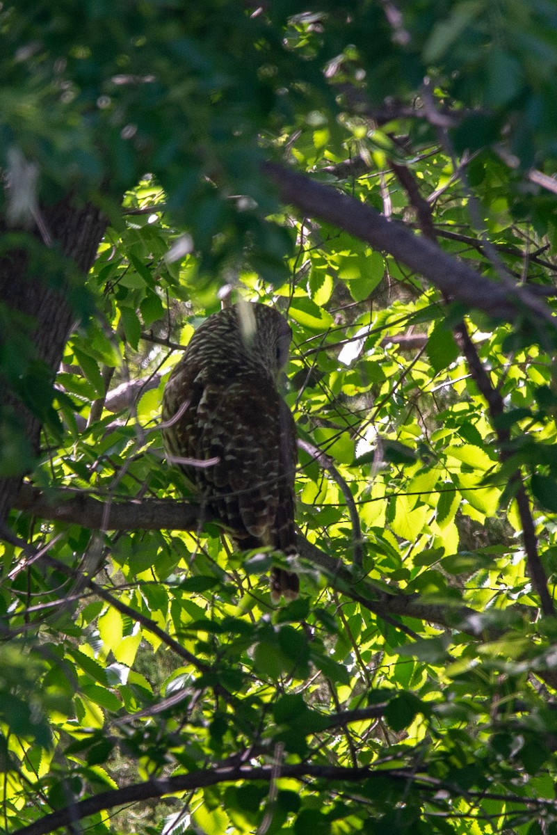 Barred Owl - ML618748284
