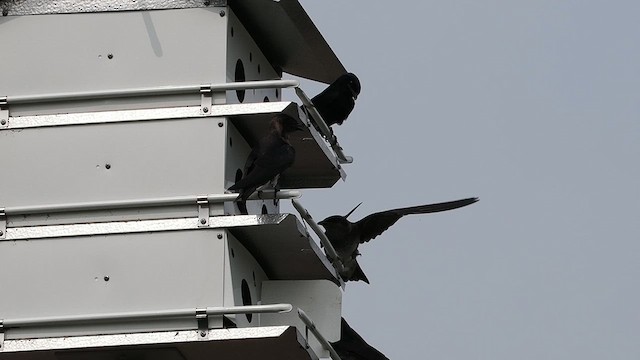 Purple Martin - ML618748292