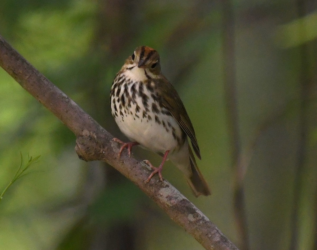 Paruline couronnée - ML618748301