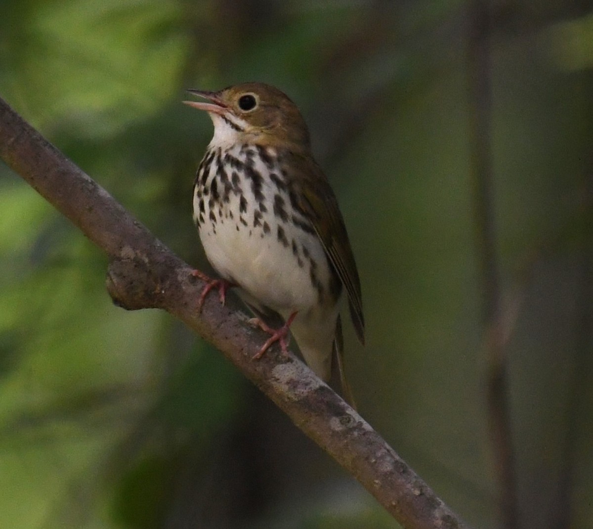 Ovenbird - ML618748316