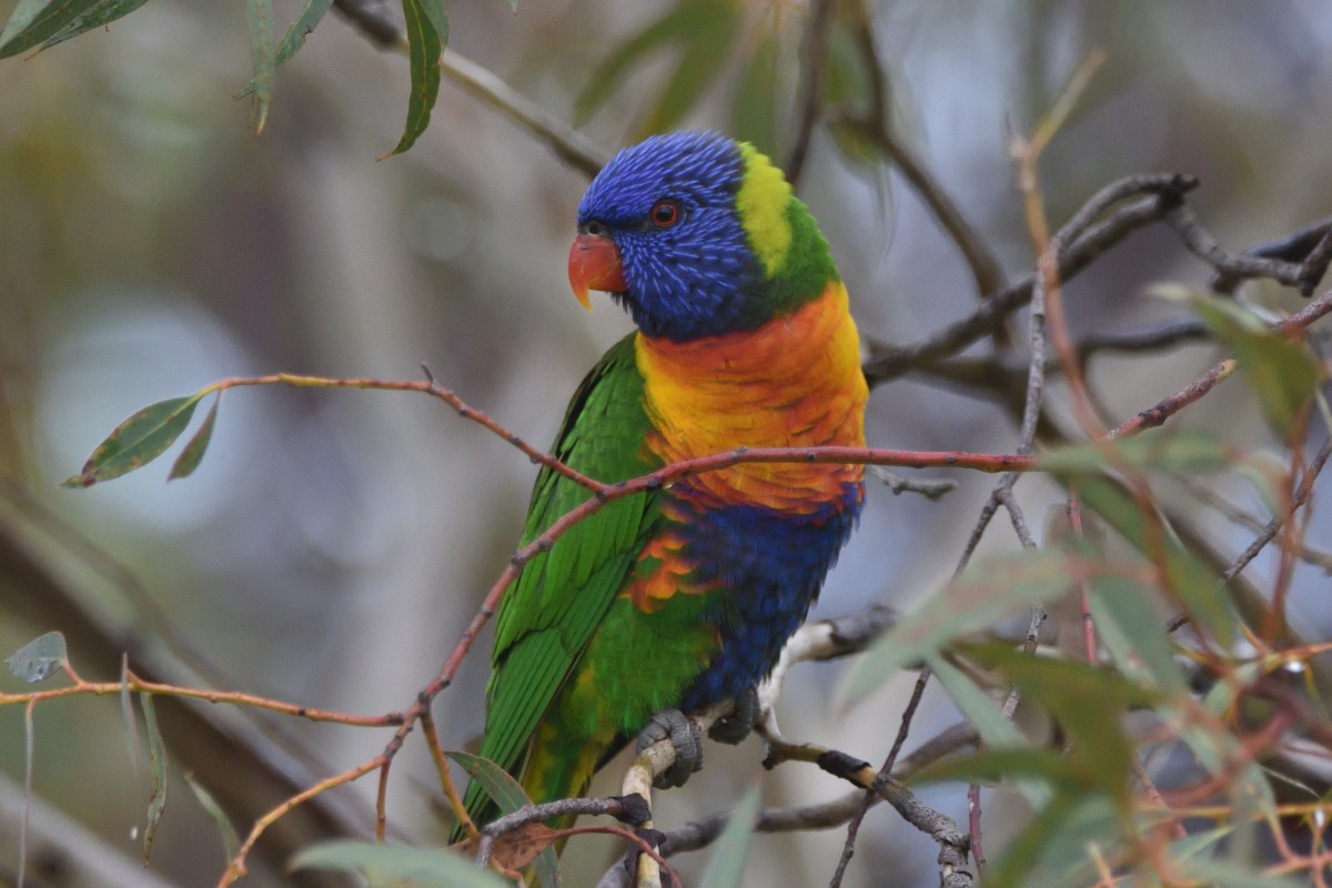 Rainbow Lorikeet - ML618748393