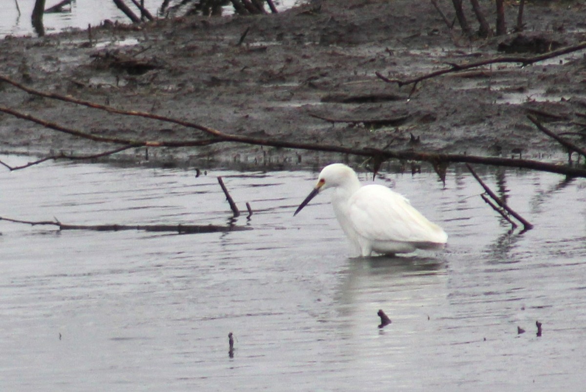 Snowy Egret - ML618748397