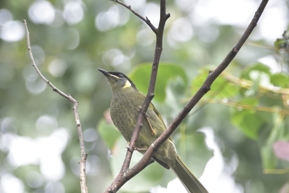 Lewin's Honeyeater - ML618748400