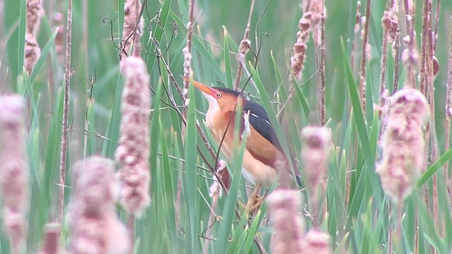 Least Bittern - ML618748423