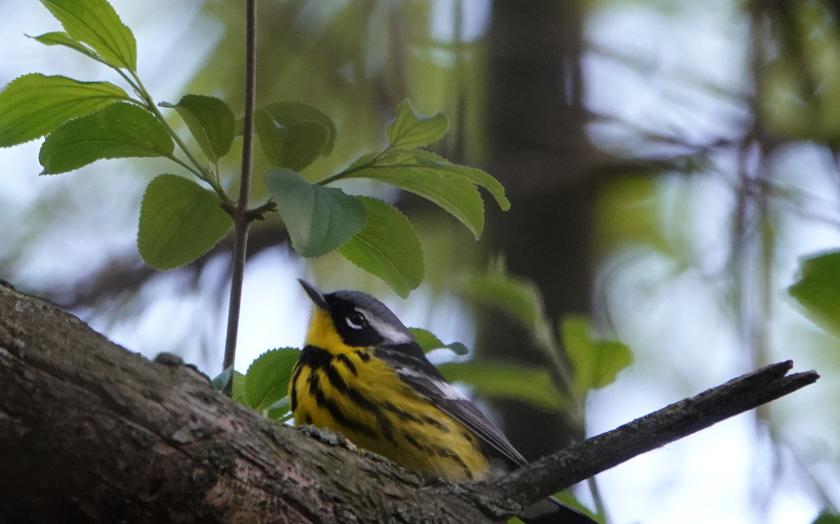 Magnolia Warbler - William Boyes