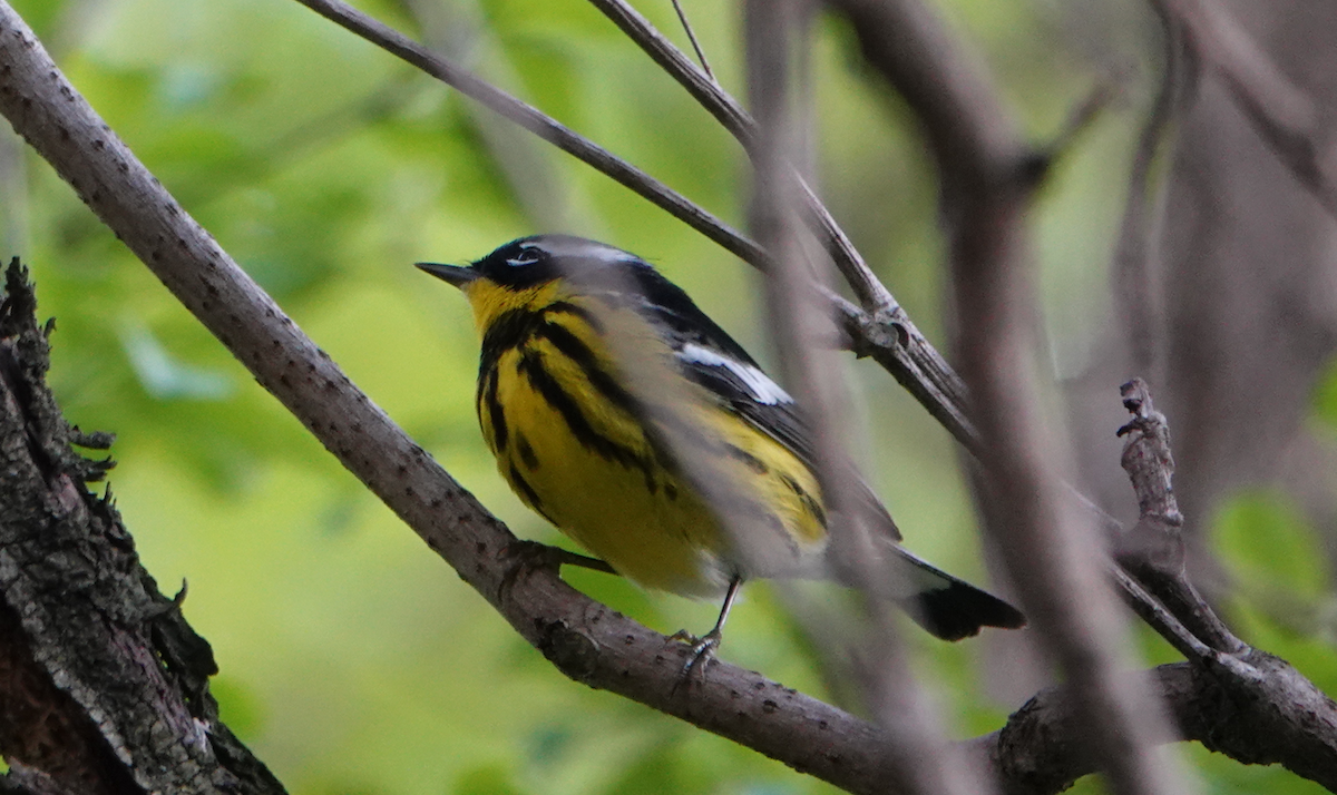 Magnolia Warbler - William Boyes