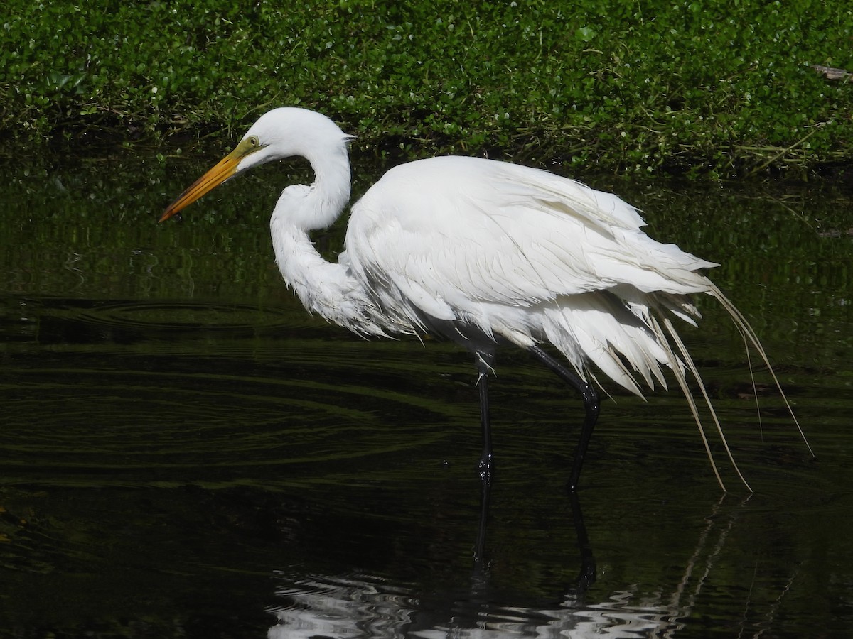 Great Egret - ML618748443