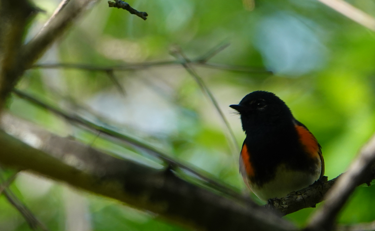 American Redstart - William Boyes