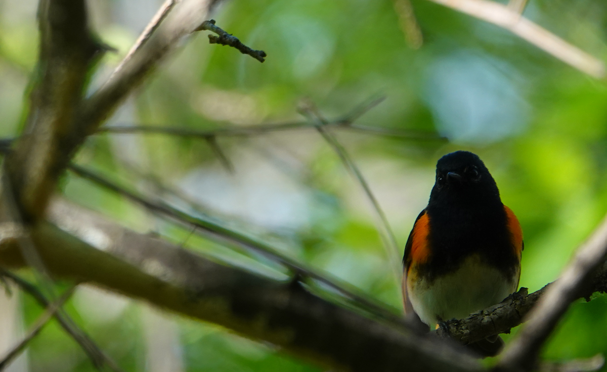 American Redstart - William Boyes