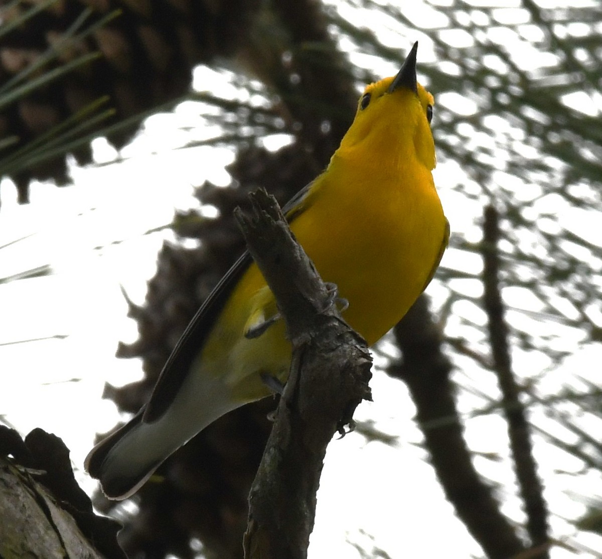 Prothonotary Warbler - David True