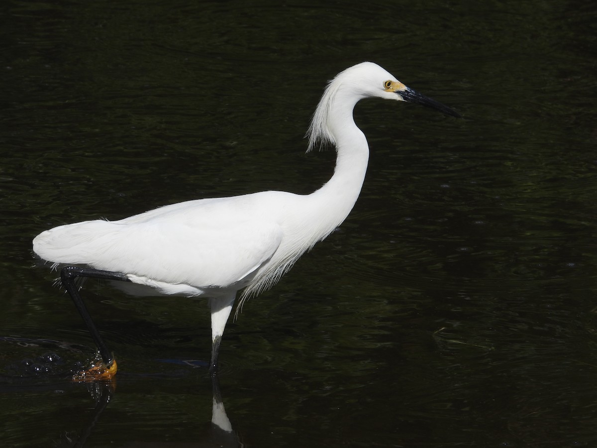 Snowy Egret - Samuel Belley