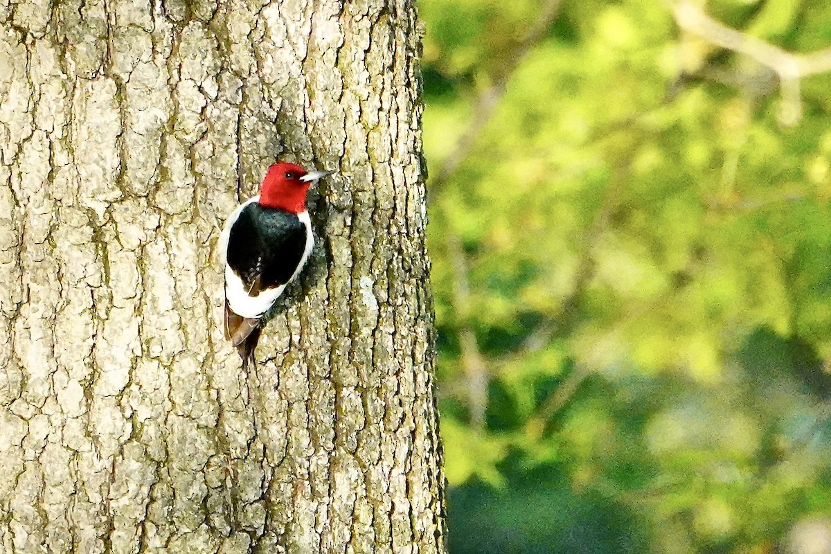 Red-headed Woodpecker - ML618748496