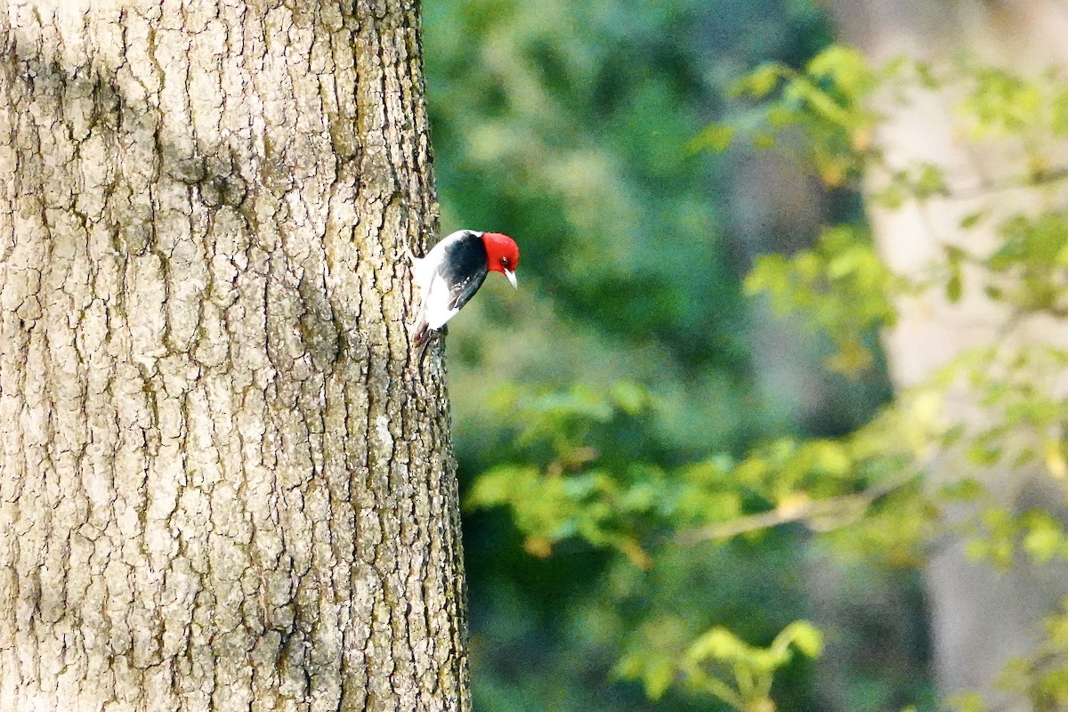 Red-headed Woodpecker - ML618748507