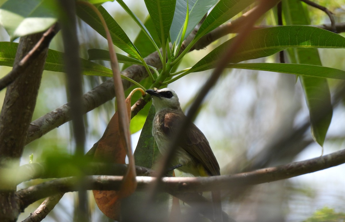 Yellow-vented Bulbul - ML618748512