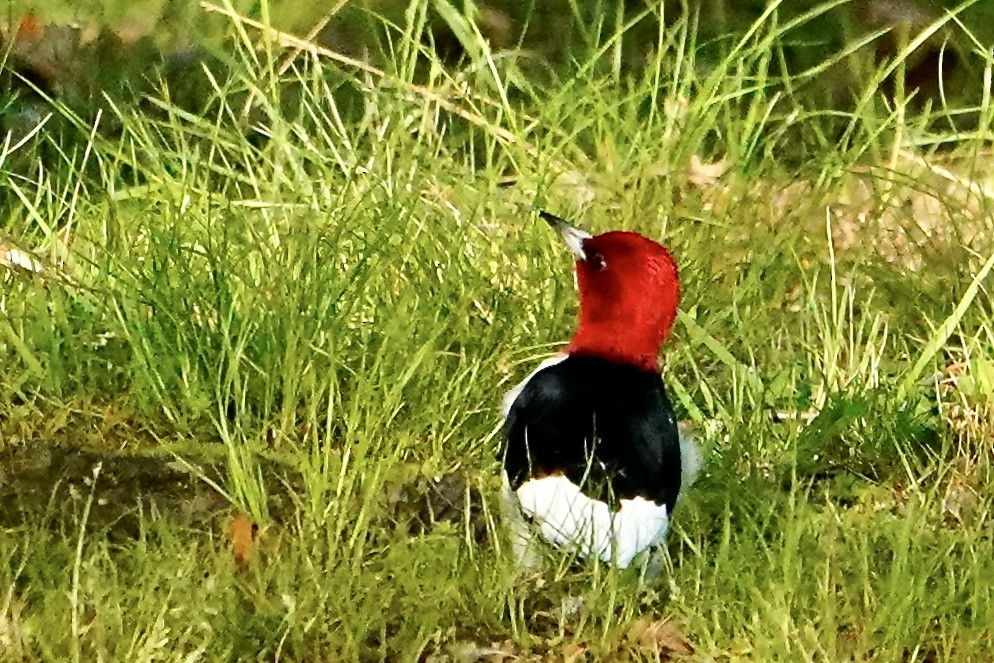 Red-headed Woodpecker - ML618748515