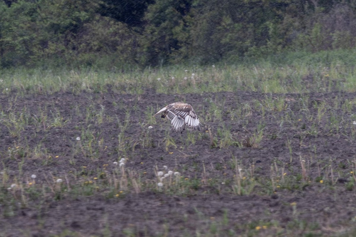 Ferruginous Hawk - Jack Belleghem