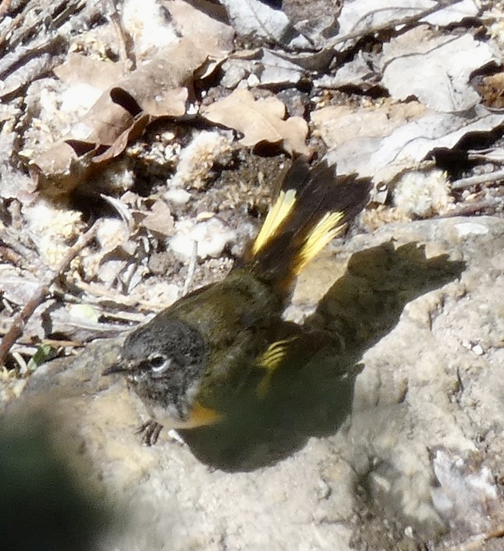 American Redstart - ML618748534
