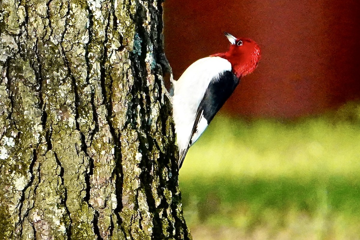 Red-headed Woodpecker - ML618748546