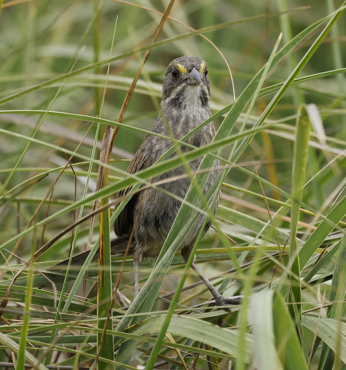 Seaside Sparrow - Kathy Aldern