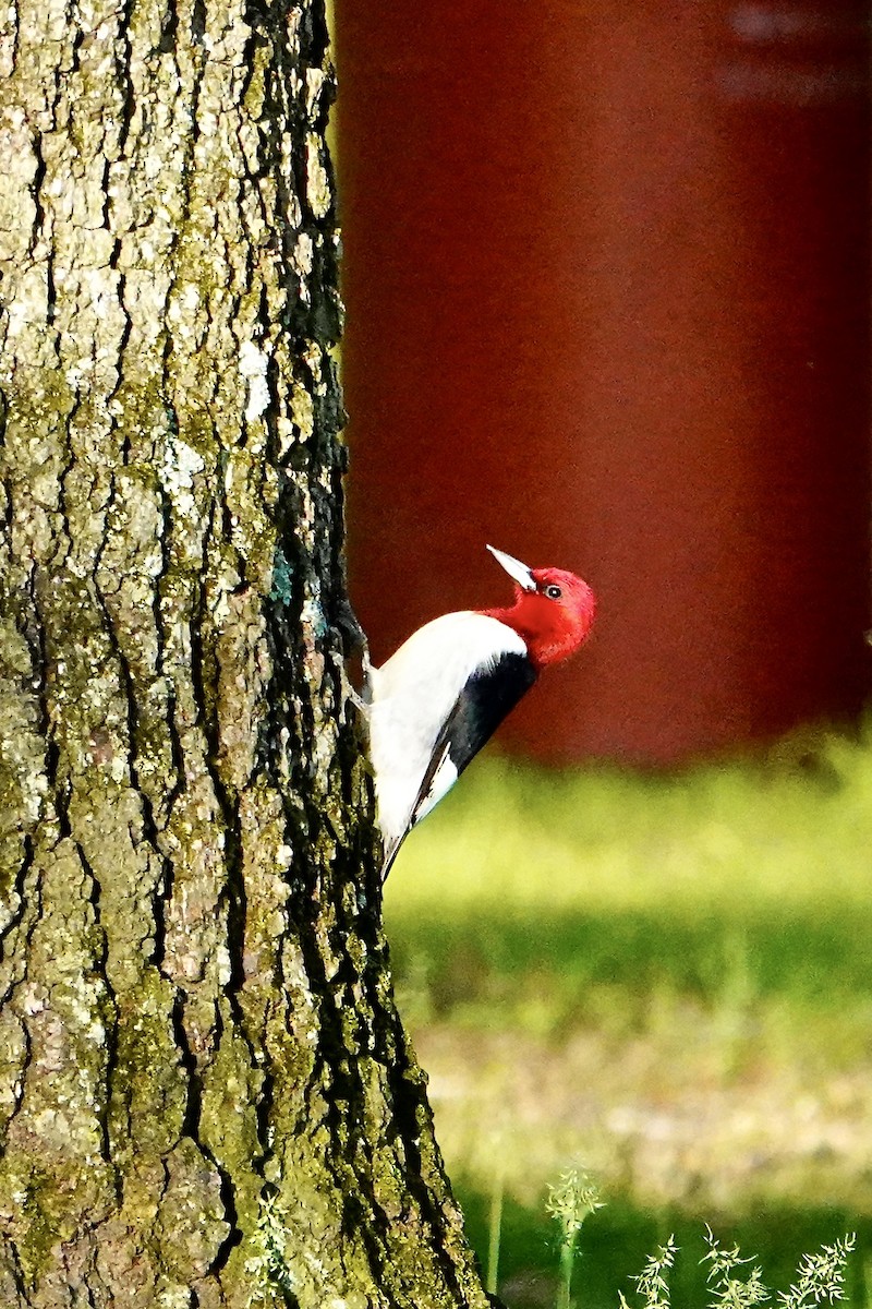 Red-headed Woodpecker - ML618748563