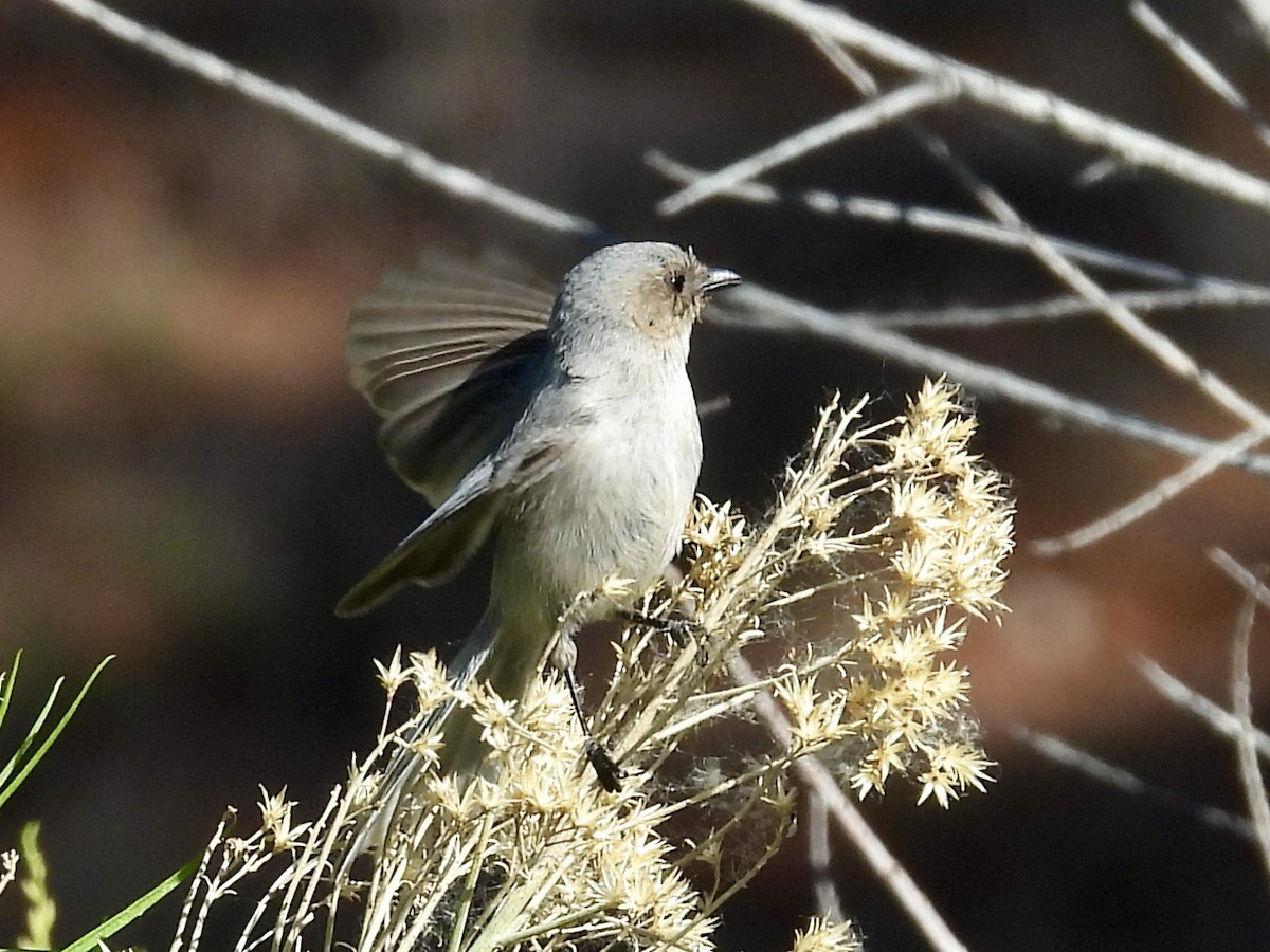 Bushtit - ML618748585