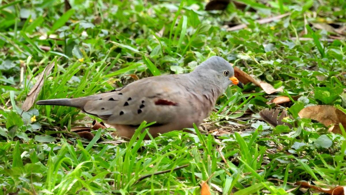 Croaking Ground Dove - Fernando Angulo - CORBIDI