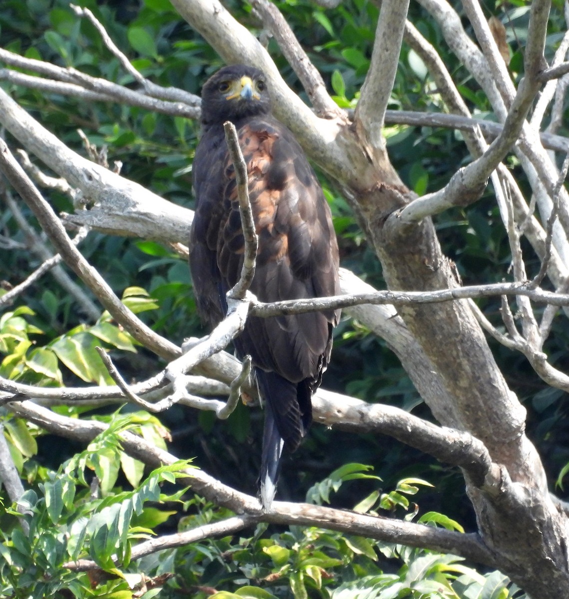 Harris's Hawk - Fernando Angulo - CORBIDI