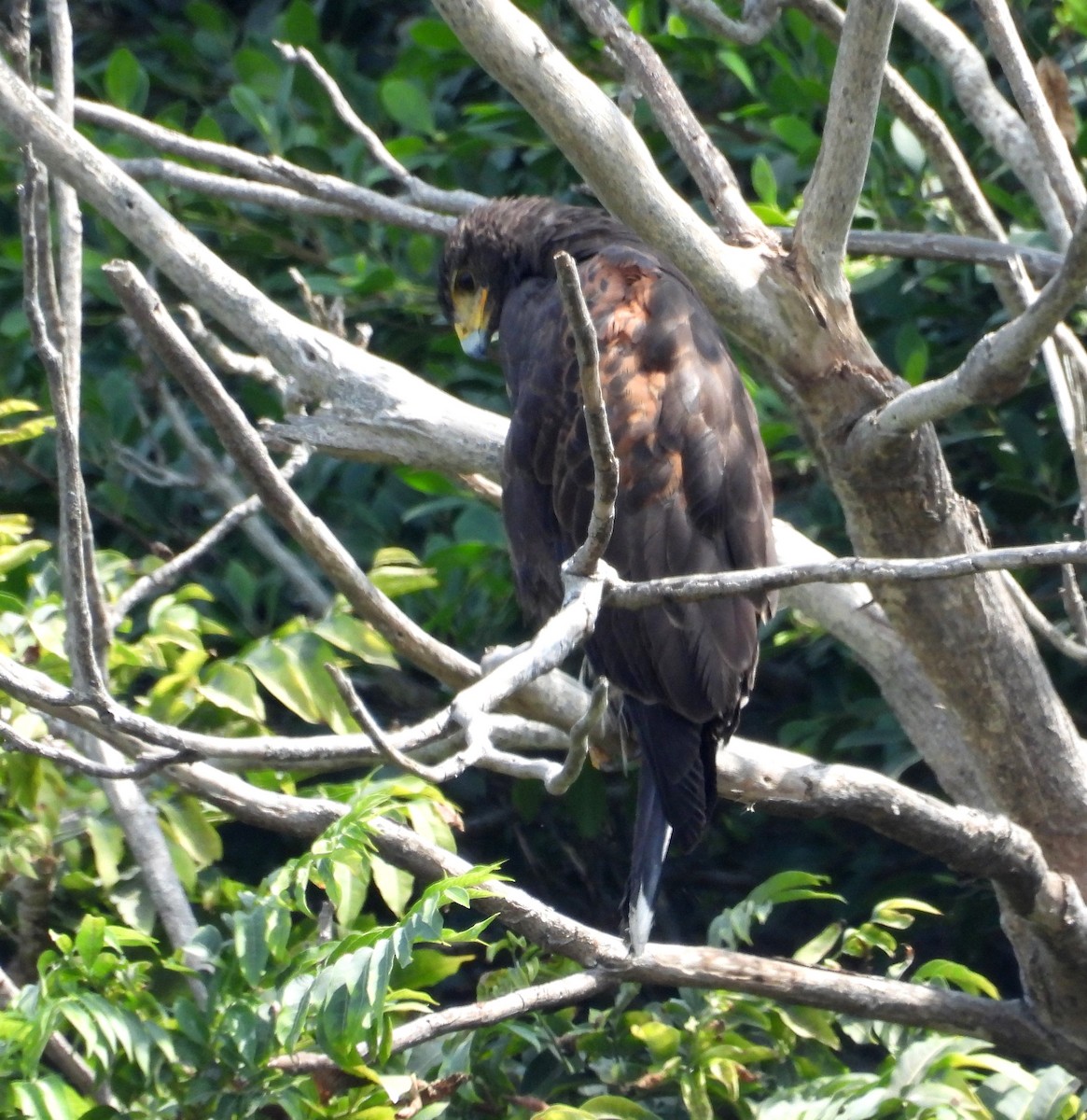 Harris's Hawk - Fernando Angulo - CORBIDI