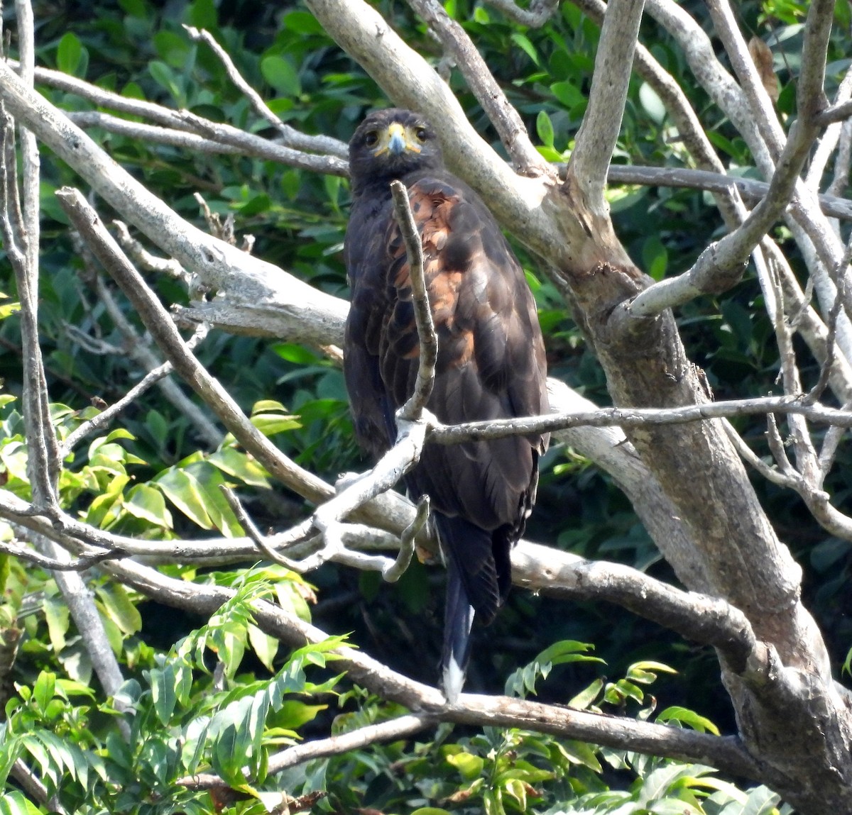 Harris's Hawk - Fernando Angulo - CORBIDI