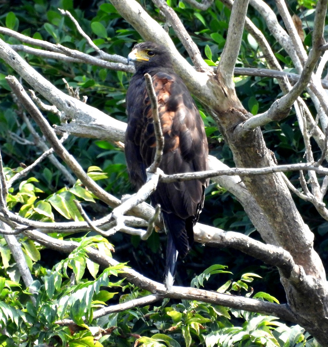 Harris's Hawk - Fernando Angulo - CORBIDI