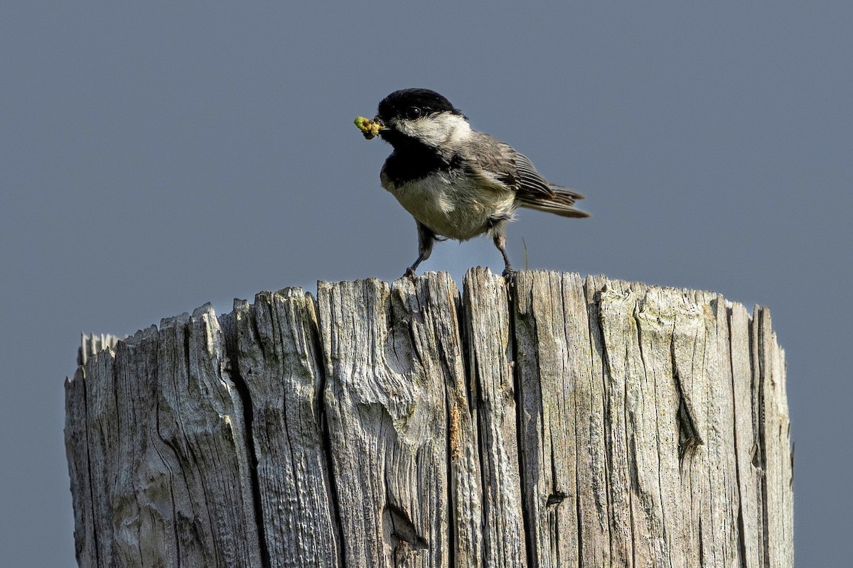 Carolina Chickadee - ML618748685