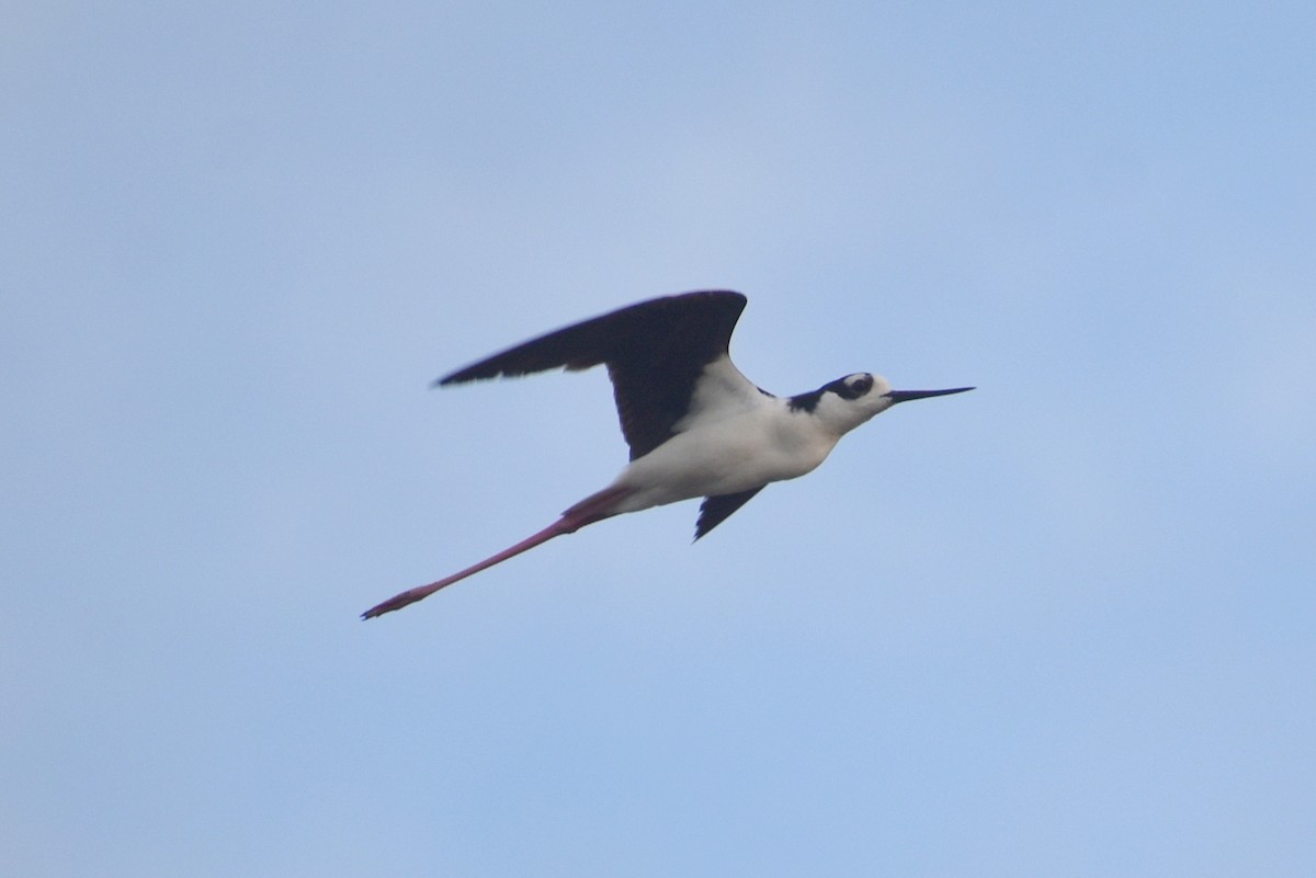 Black-necked Stilt - Claire H