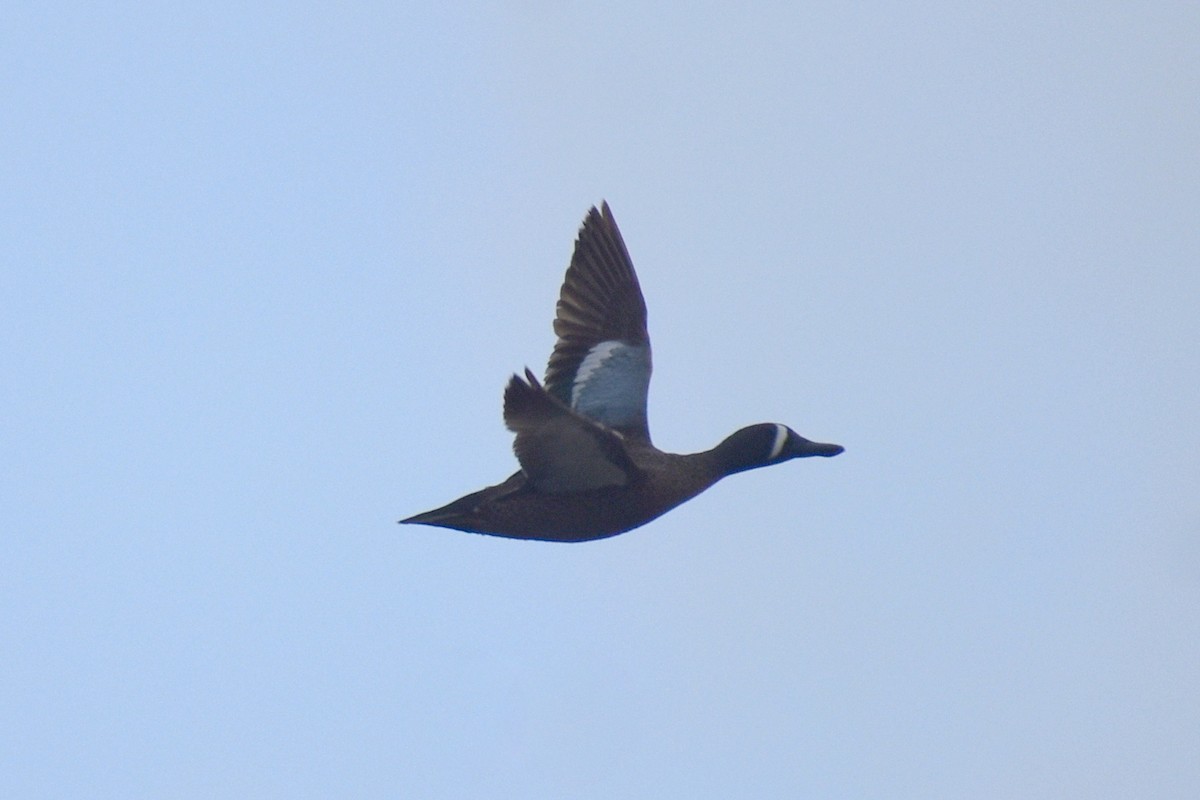 Blue-winged Teal - Claire H