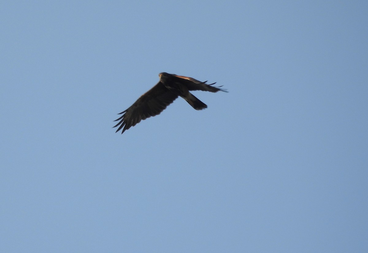 Harris's Hawk - Fernando Angulo - CORBIDI